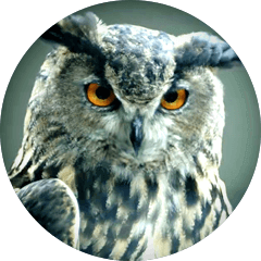 Meet our Mascot: Sage the Night Owl | WGU